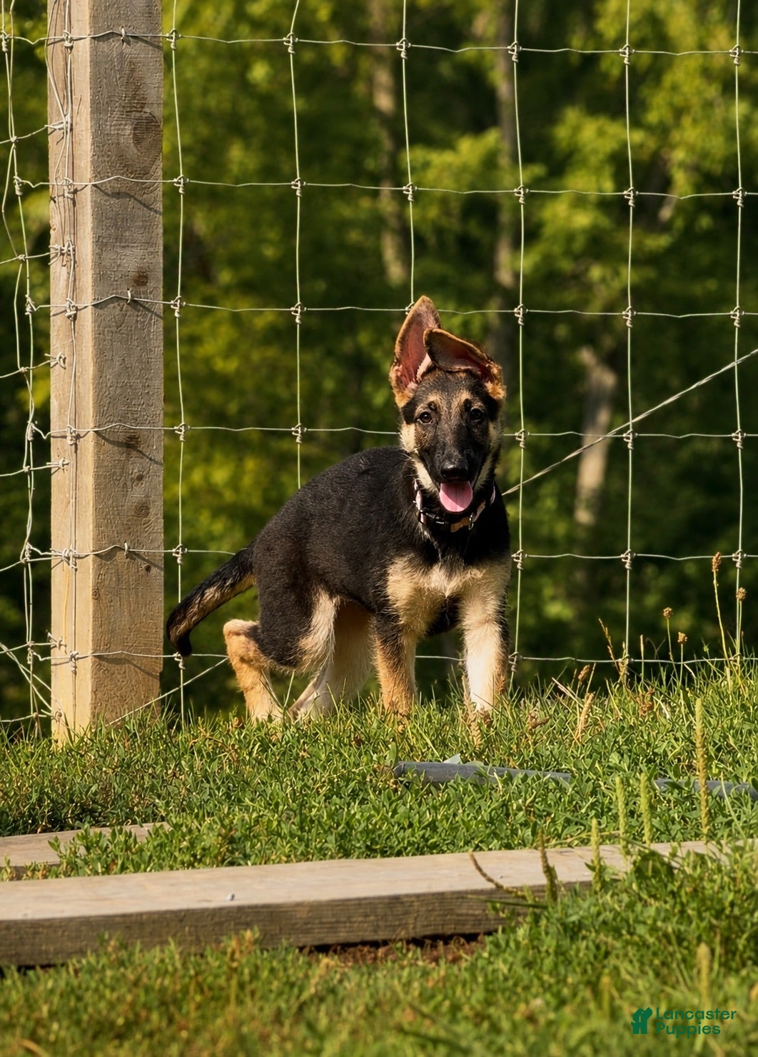German Shepherd dogs Nala - Ad 4