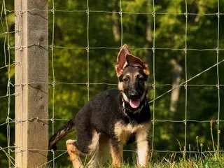 German Shepherd dogs Nala - Ad 4