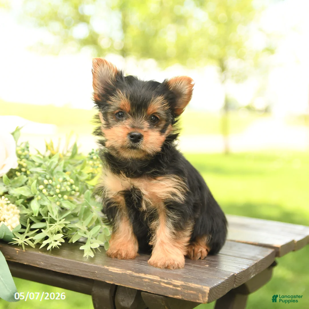 Yorkshire Terrier dogs for sale: Lucy - Ad 1