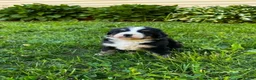 Bernese Mountain Dog dogs for sale: Roxy - Ad 11