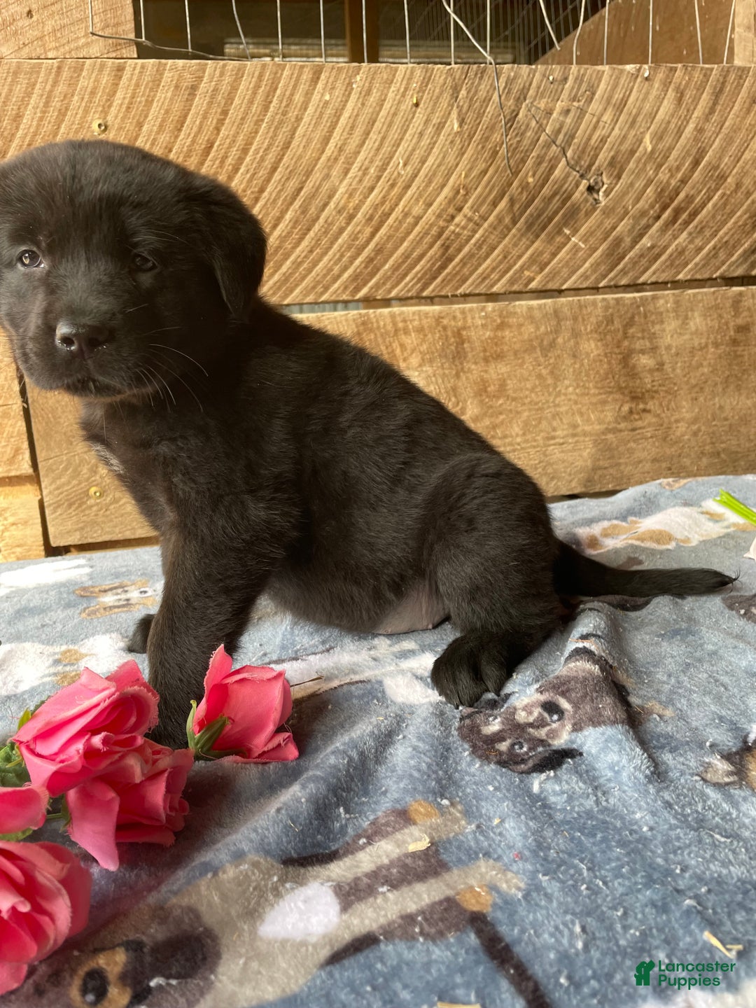 Mixed Breed dogs for sale: Glow - Ad 2