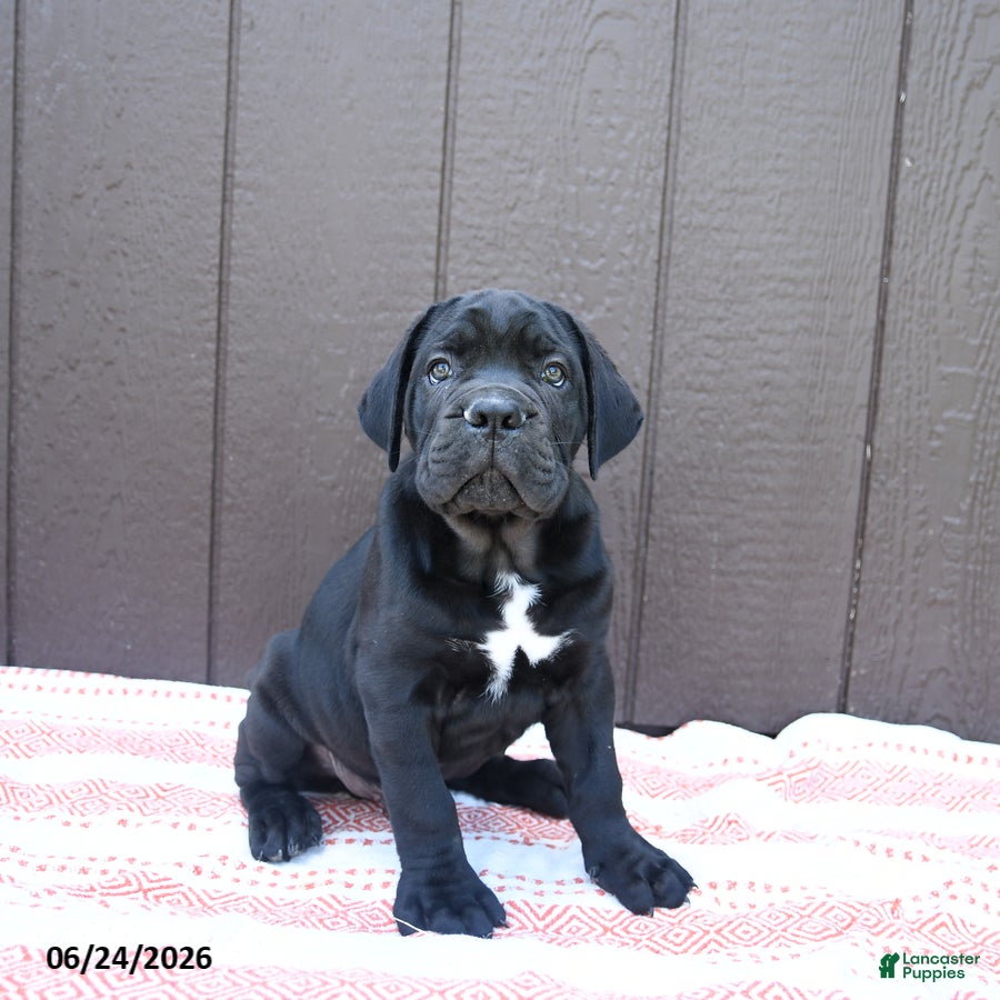 Cane Corso dogs Cormac - Ad 1