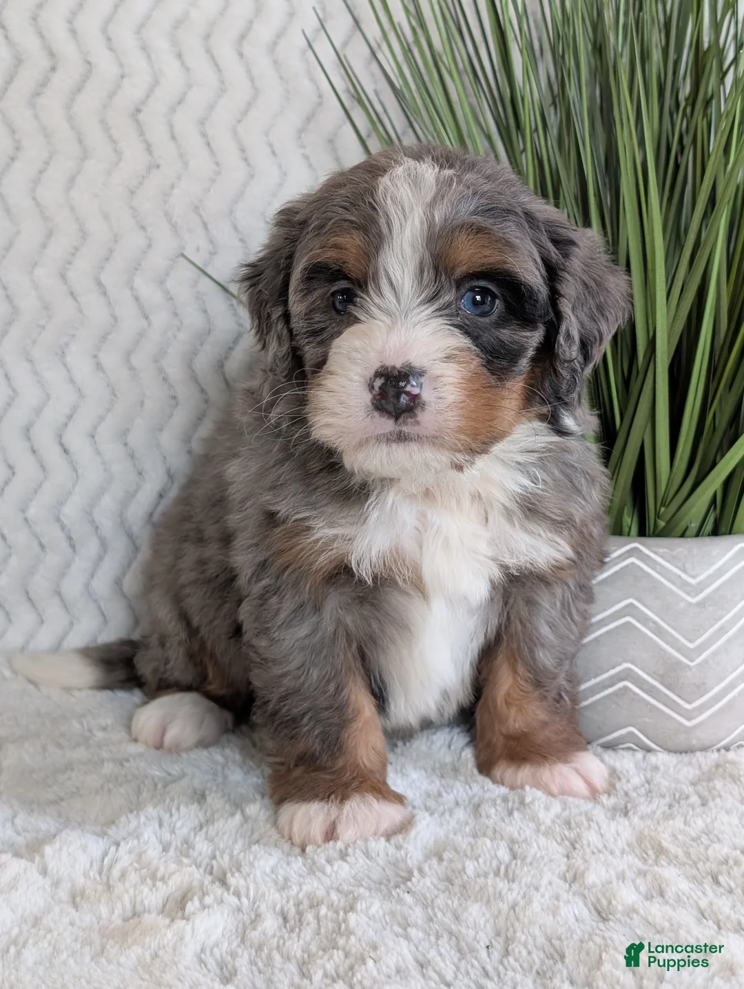 Mini Bernedoodle dogs for sale: Mini Nemo  - Ad 3