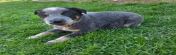 Australian Cattle Dog dogs for sale: Jessie - Ad 3