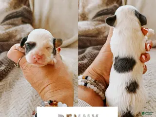 Cavapoo dogs Benny - Ad 15