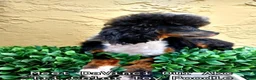 Toy Poodle dogs for stud: Davincy  - Ad 5