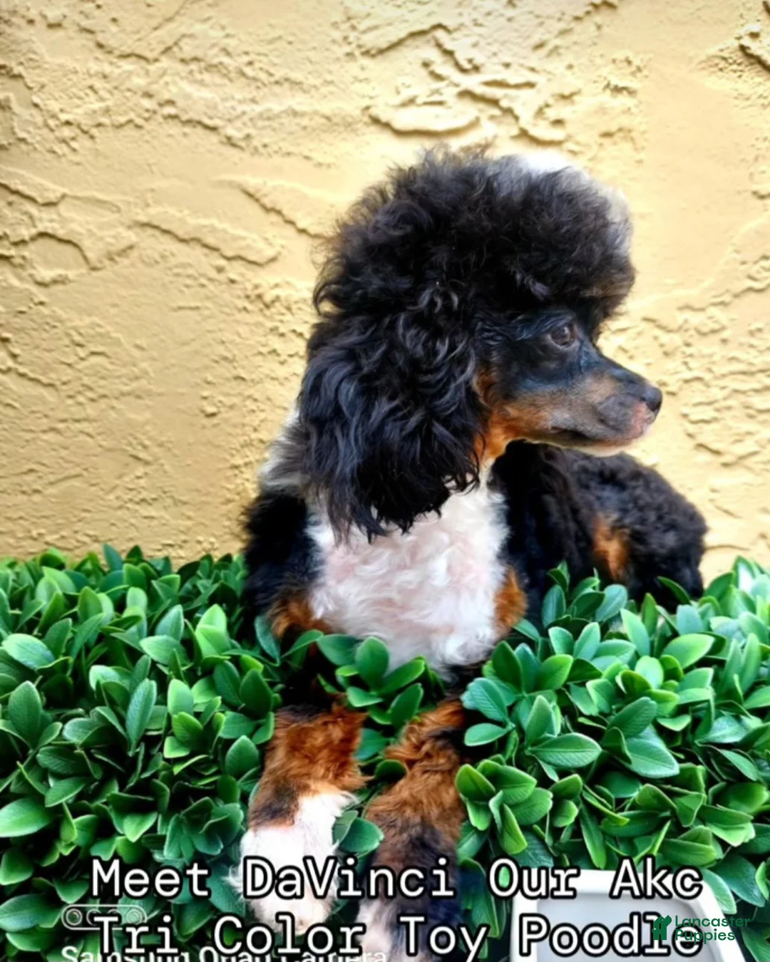 Toy Poodle dogs for stud: Davincy  - Ad 5