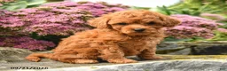 Miniature Labradoodle dogs for sale: Patty - Ad 3