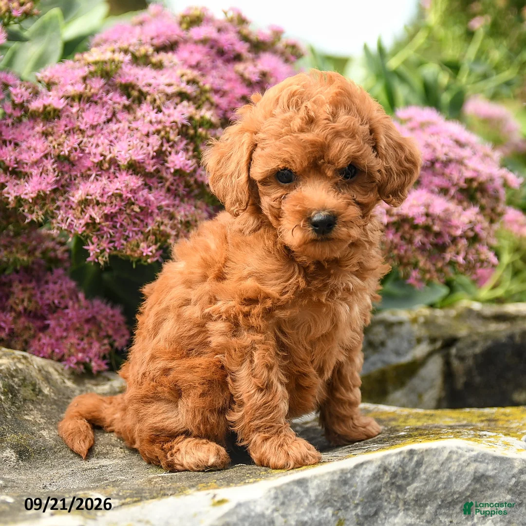 Miniature Labradoodle dogs for sale: Patty - Ad 3