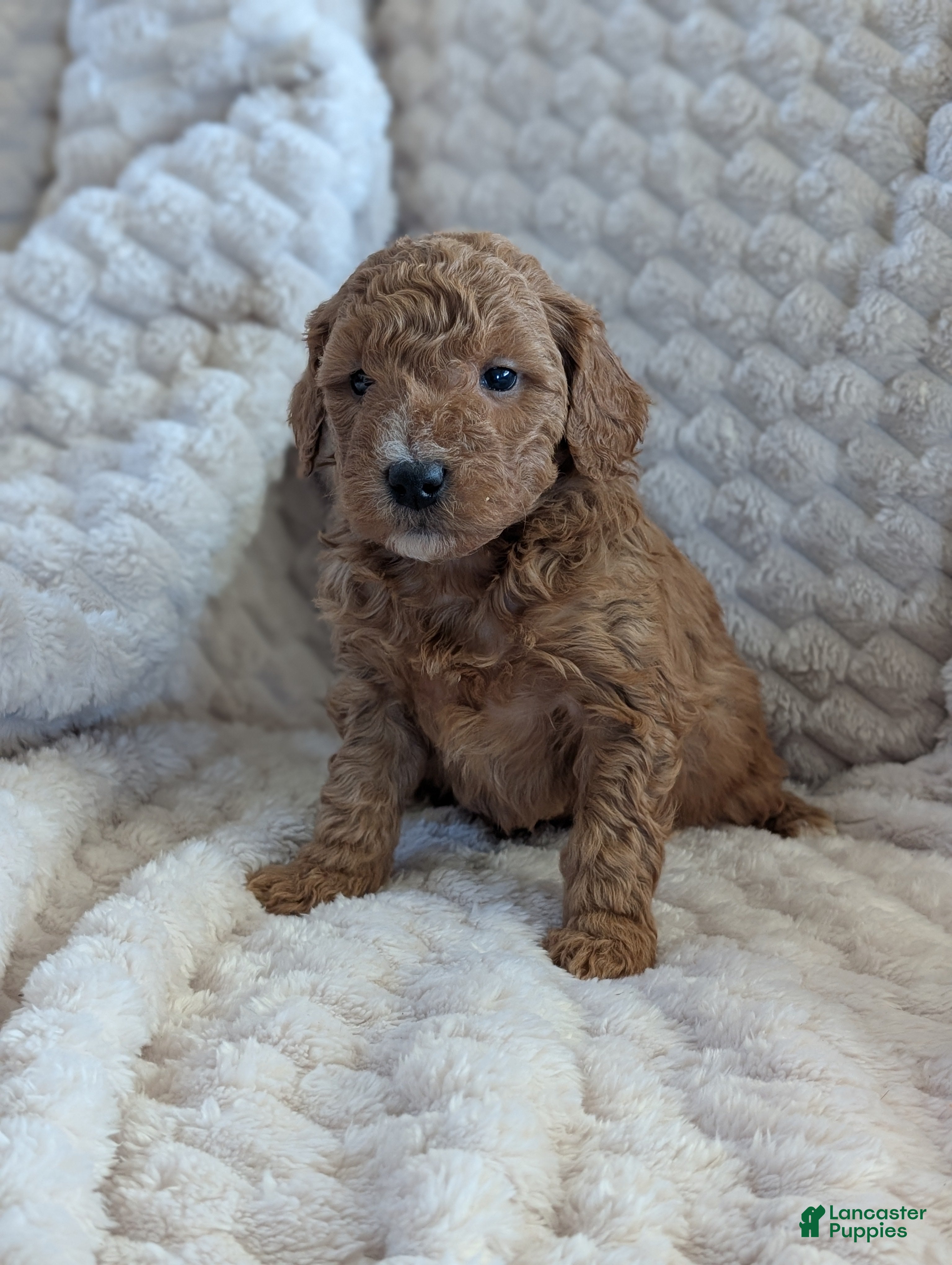 Mini Goldendoodle dogs Mini Goldendoodle Puppy 1 - Ad 15