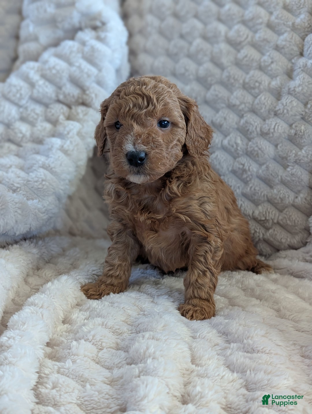Mini Goldendoodle dogs for sale: Mini Goldendoodle Puppy 1 - Ad 1