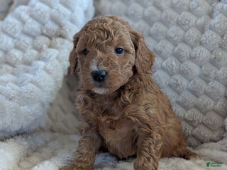 Mini Goldendoodle dogs Mini Goldendoodle Puppy 1 - Ad 15