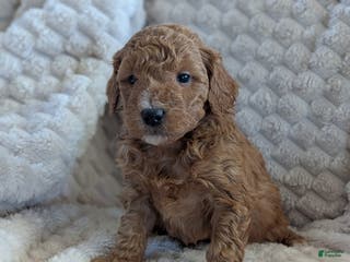 Mini Goldendoodle dogs Mini Goldendoodle Puppy 1 - Ad 11