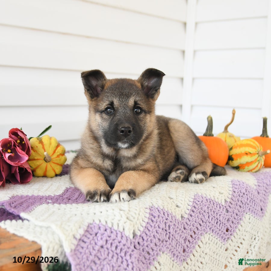 Mixed Breed dogs for sale: Avery - Ad 2