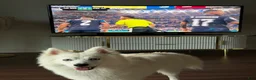 Pomsky dogs for sale: Pomsky 1 - Ad 4