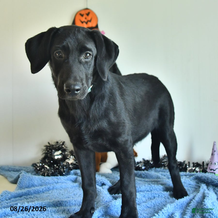 Labrador Retriever dogs Mindy - Ad 2