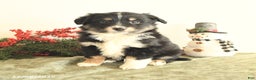Miniature Australian Shepherd dogs for sale: Tootsie - Ad 1