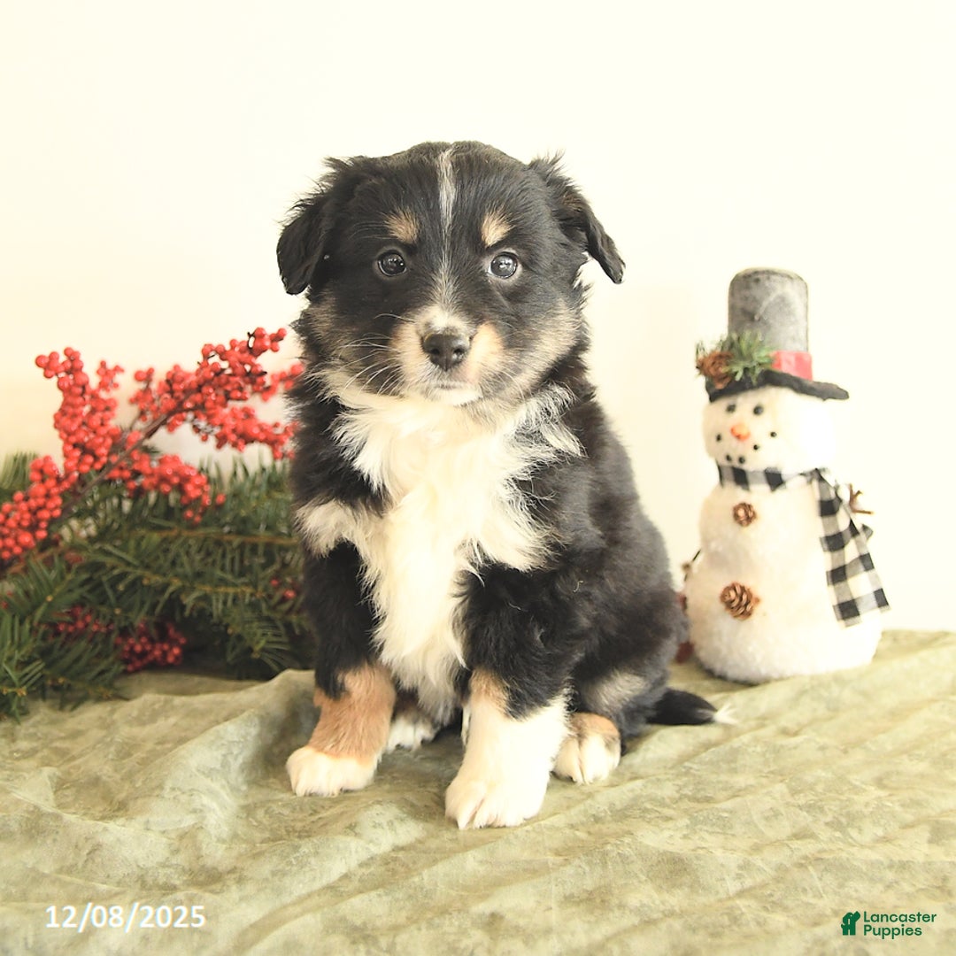 Miniature Australian Shepherd dogs for sale: Tootsie - Ad 1