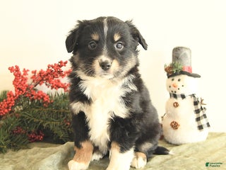 Miniature Australian Shepherd dogs Tootsie - Ad 10