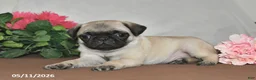 Pug dogs for sale: Frisky - Ad 2