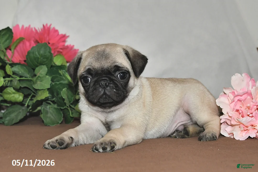 Pug dogs for sale: Frisky - Ad 2