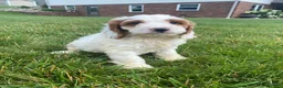 Cockapoo dogs for sale: Chase - Ad 2