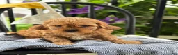 Cavapoo dogs for sale: Jacey - Ad 3