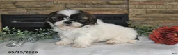 Shih Tzu dogs for sale: Tony - Ad 4
