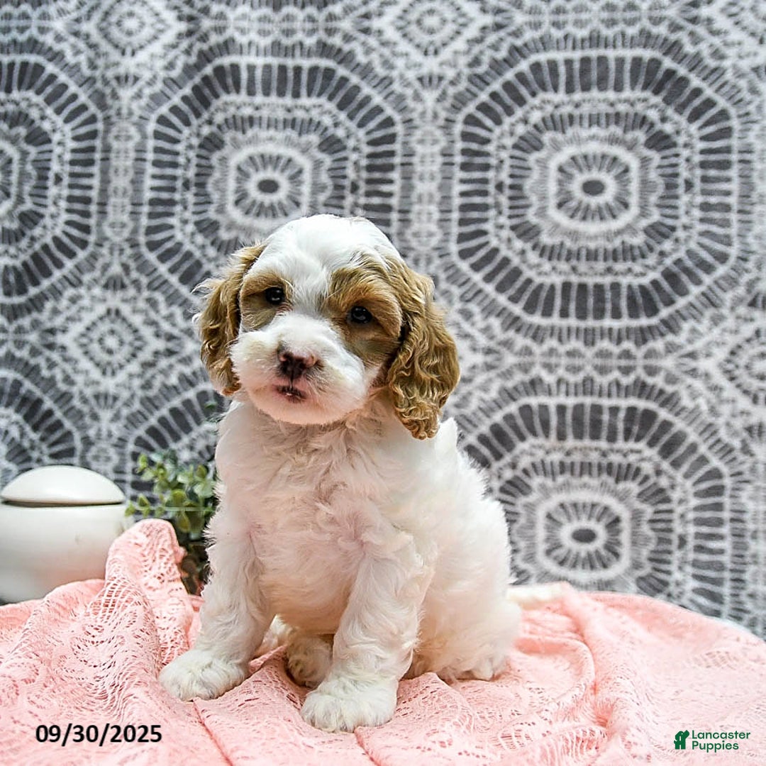 Shihpoo dogs for sale: Hunter - Ad 10
