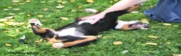 Bernese Mountain Dog dogs for sale: Kallia - Ad 3