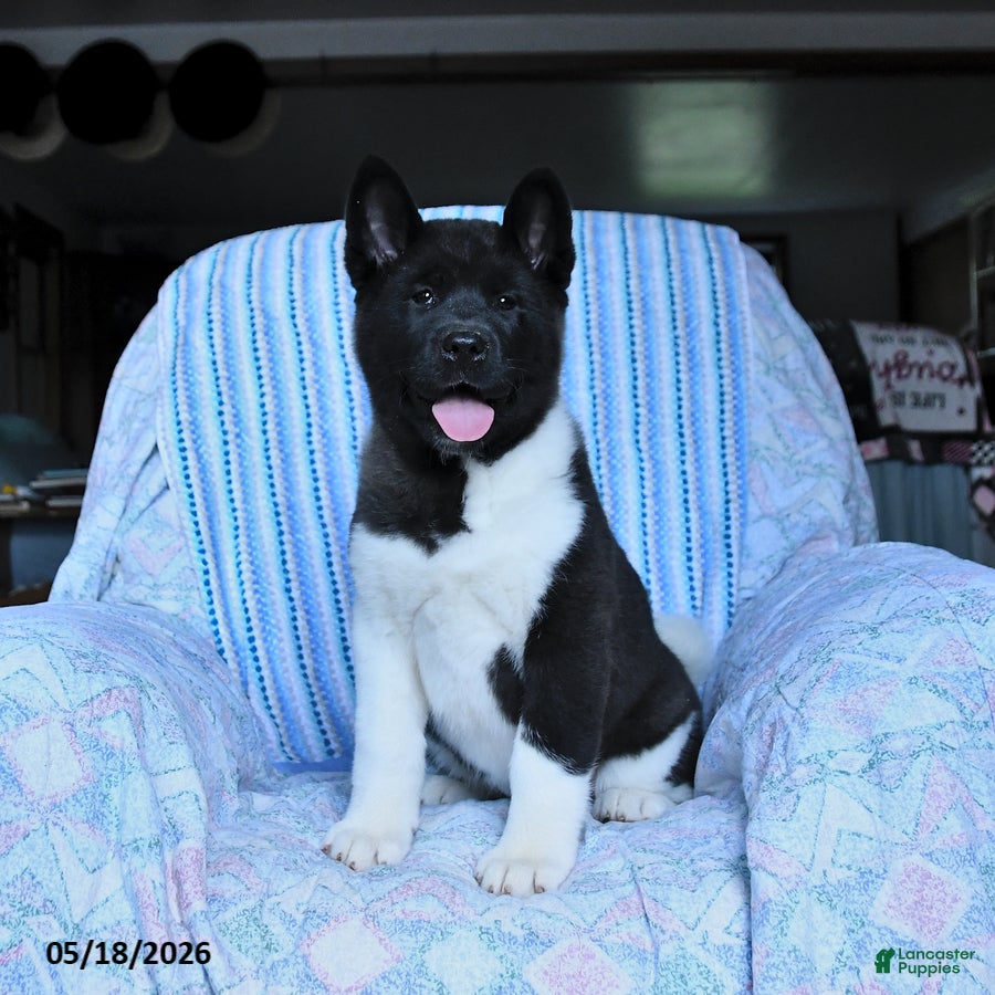 Akita dogs Reba - Ad 1