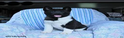 Akita dogs for sale: Reba - Ad 1