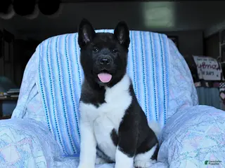 Akita dogs for sale: Reba - Ad 1
