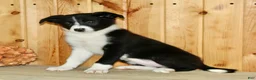 Border Collie dogs for sale: Annie  - Ad 7
