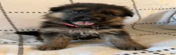 German Shepherd dogs for sale: Liv (Pink Collar) - Ad 4