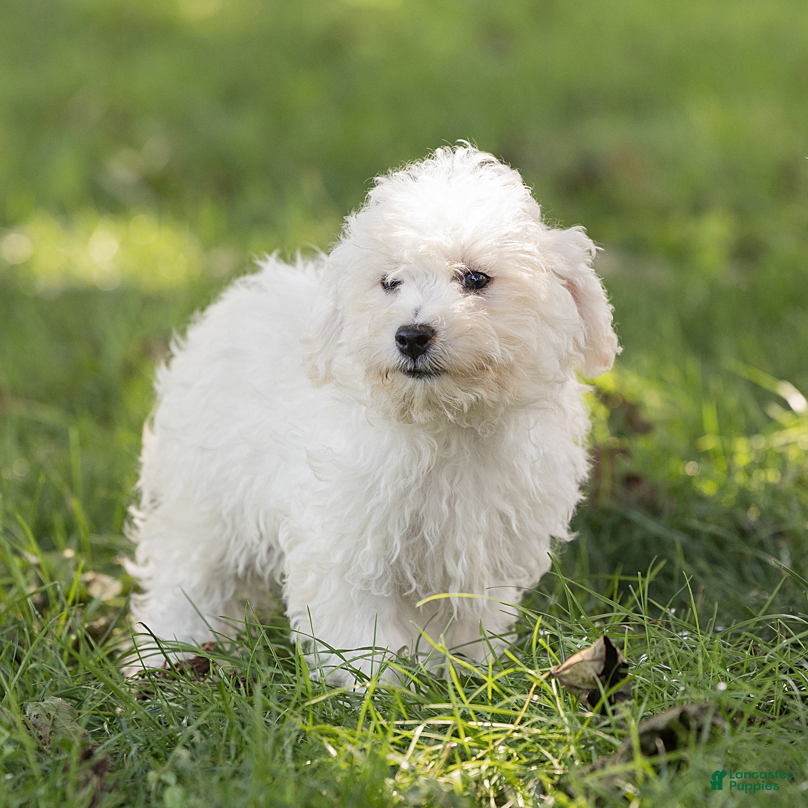 Maltipoo dogs Jesse Maltipoo  - Ad 2
