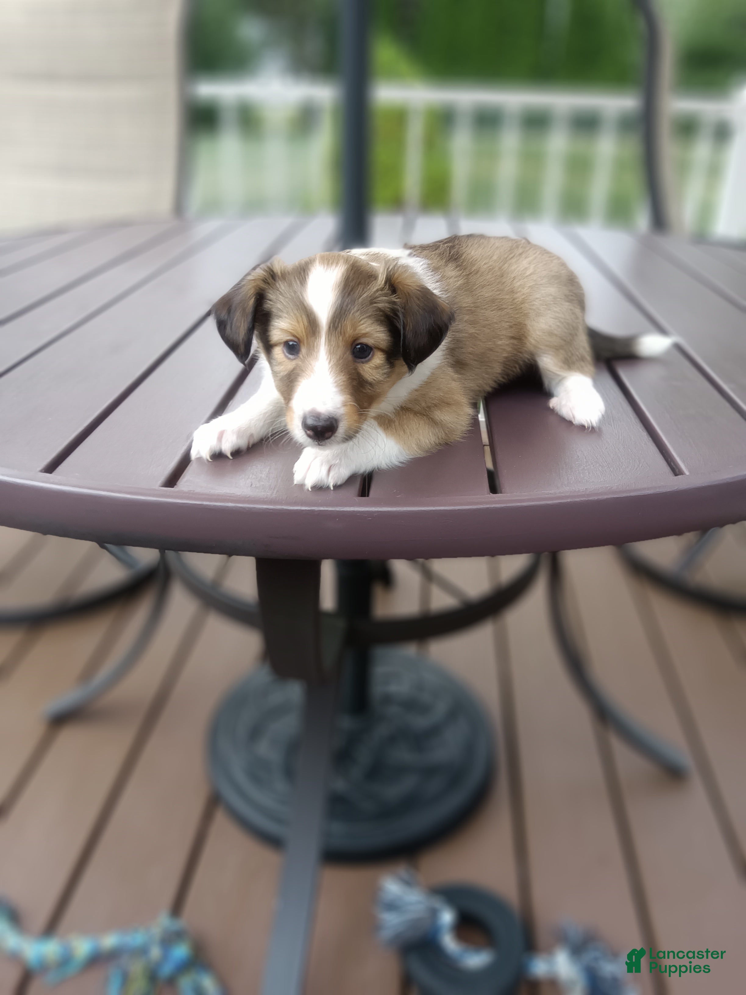 Shetland Sheepdog dogs Shetland Sheepdog 5 - Ad 2