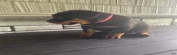 Rottweiler dogs for sale: Rottweiler 1 - Ad 5