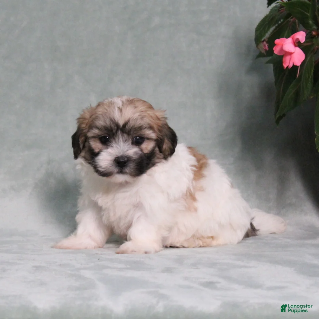 Teddy Bear dogs for sale: Darla - Ad 5