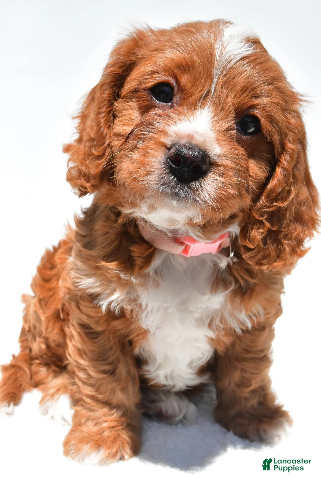 Cavapoo dogs for sale: Molly - Ad 2