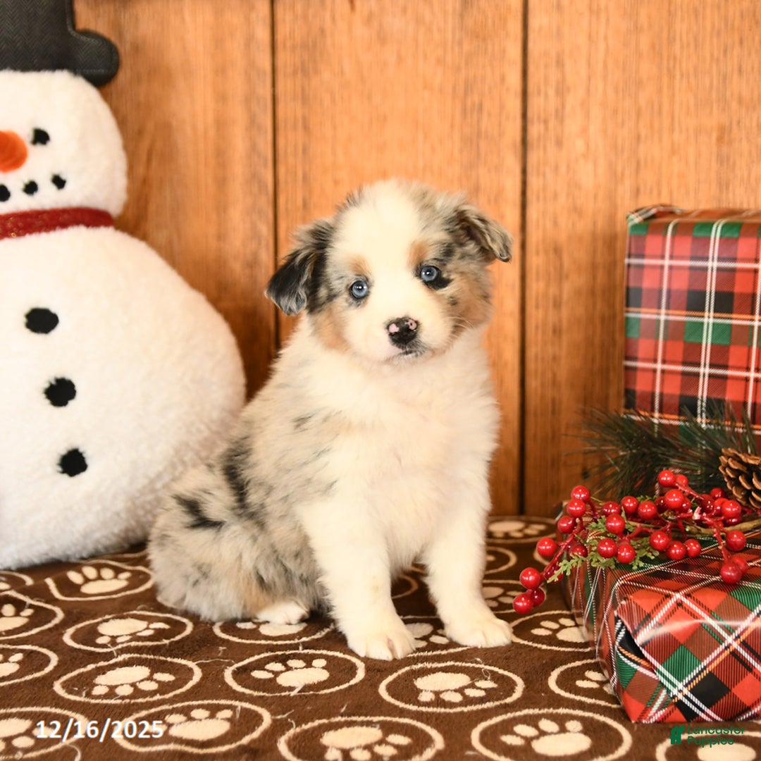 Miniature Australian Shepherd dogs for sale: Jade - Ad 2