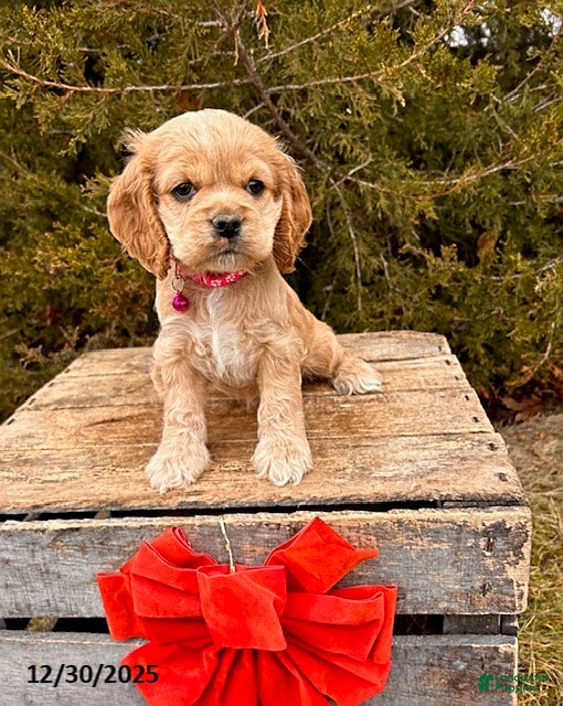 Cocker Spaniel dogs Zoey - Ad 18