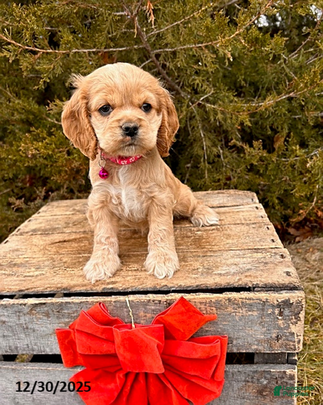 Cocker Spaniel dogs for sale: Zoey - Ad 1