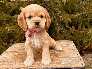 Cocker Spaniel dogs Zoey - Ad 18