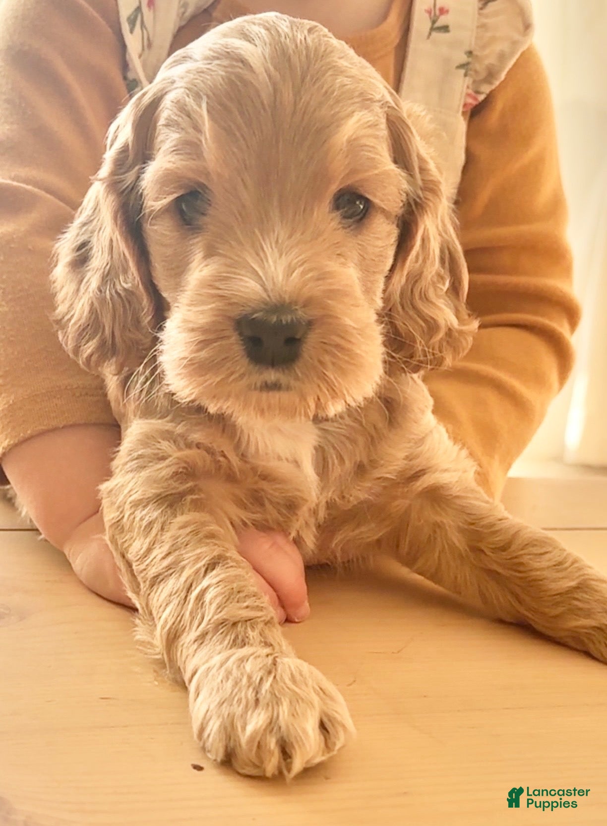 Cockapoo dogs Bonnie - Ad 11