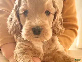 Cockapoo dogs Bonnie - Ad 11