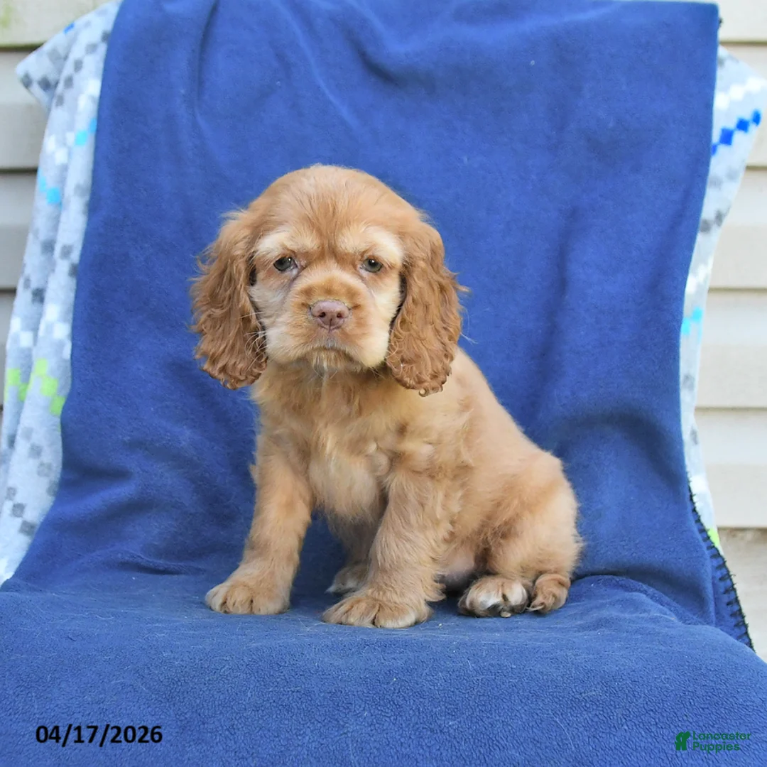 English Cocker Spaniel dogs for sale: Honey - Ad 3