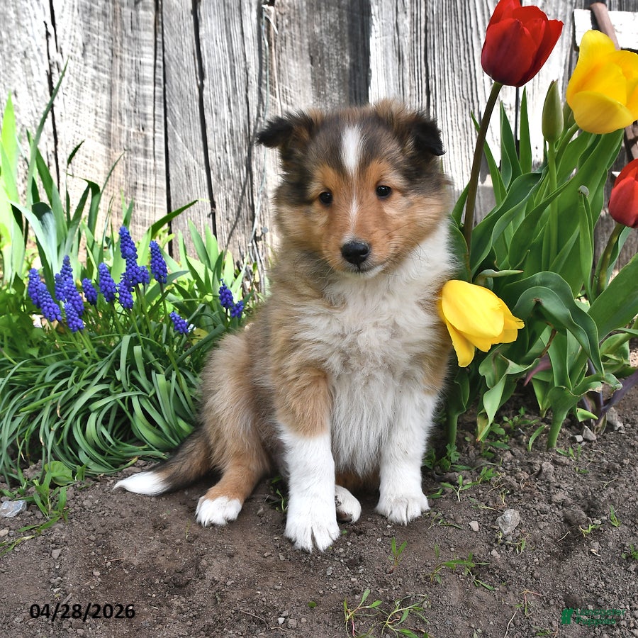 Shetland Sheepdog dogs Bobby - Ad 1