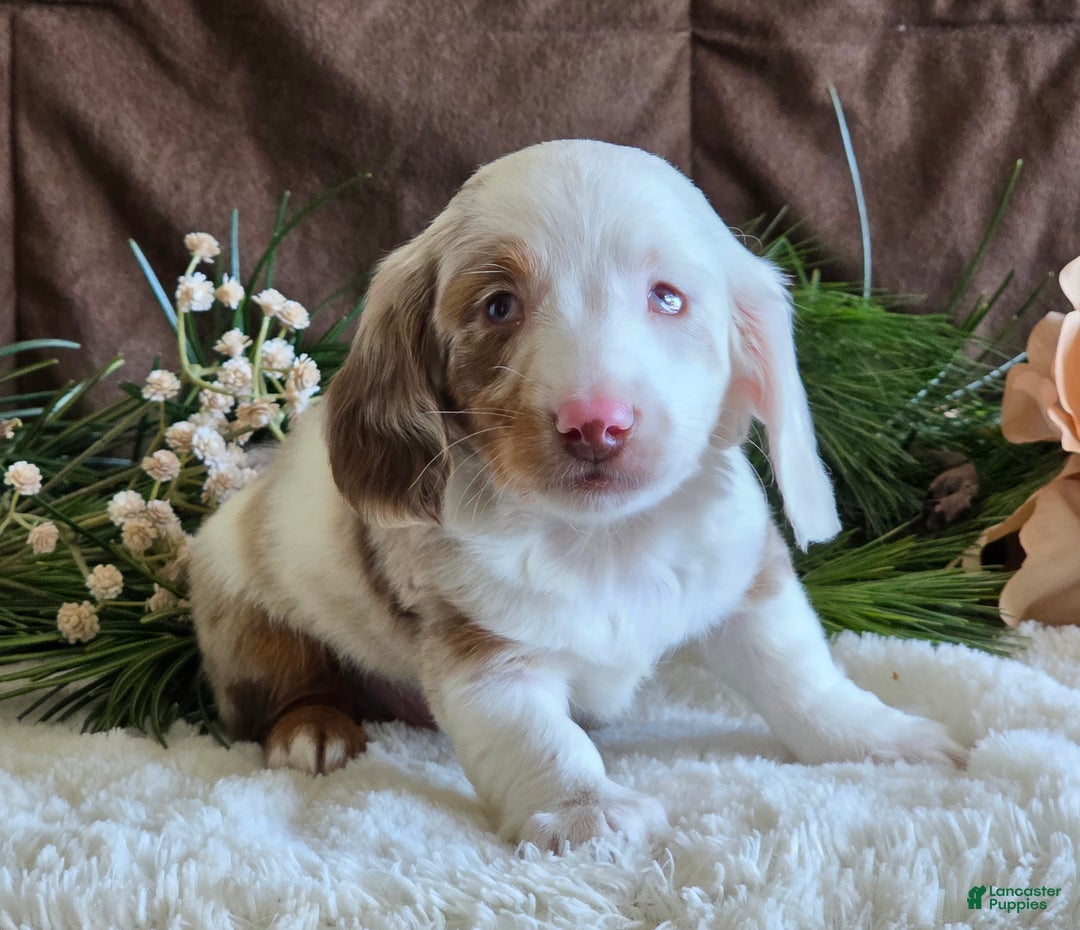 Miniature Dachshund dogs for sale: Scot special needs  - Ad 2