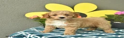 Mini Goldendoodle dogs for sale: Sage  - Ad 3